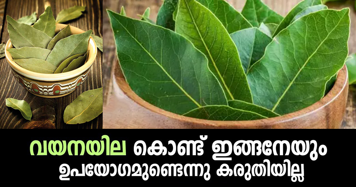 വയന ഇല കൊണ്ട് ഇത്രയേറെ ഗുണങ്ങളുണ്ടെന്ന് അറിഞ്ഞില്ലല്ലോ ഈശ്വരാ..!! ഇനിയും അറിയാതെ പോകല്ലേ…| Bay leaf uses Malayalam