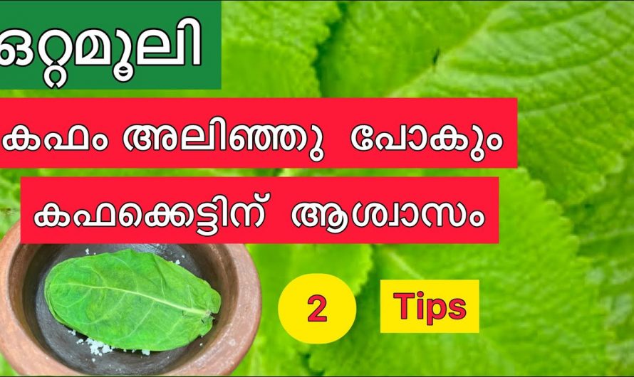 വിട്ടുമാറാത്ത ചുമ കഫക്കെട്ട് എന്നിവയെ നീക്കം ചെയ്യാൻ ഈയൊരു പൊടിക്കൈ മതി.