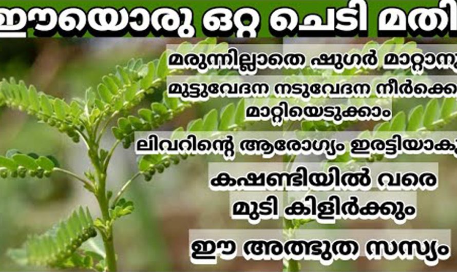 പ്രമേഹത്തെ മറികടക്കാൻ ഈ ഒരു ഇല മാത്രം മതി. ഇതിന്റെ ഗുണങ്ങൾ ആരും കാണാതെ പോകരുതേ…| Sugar high remedy