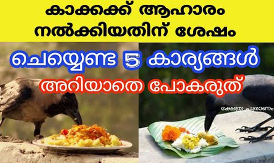 നിങ്ങൾ ഒരിക്കലെങ്കിലും കാക്കകൾക്ക് ആഹാരം കൊടുത്തിട്ടുണ്ടോ? ഇത്തരം കാര്യങ്ങൾ നിസ്സാരമായി എടുക്കരുതേ.