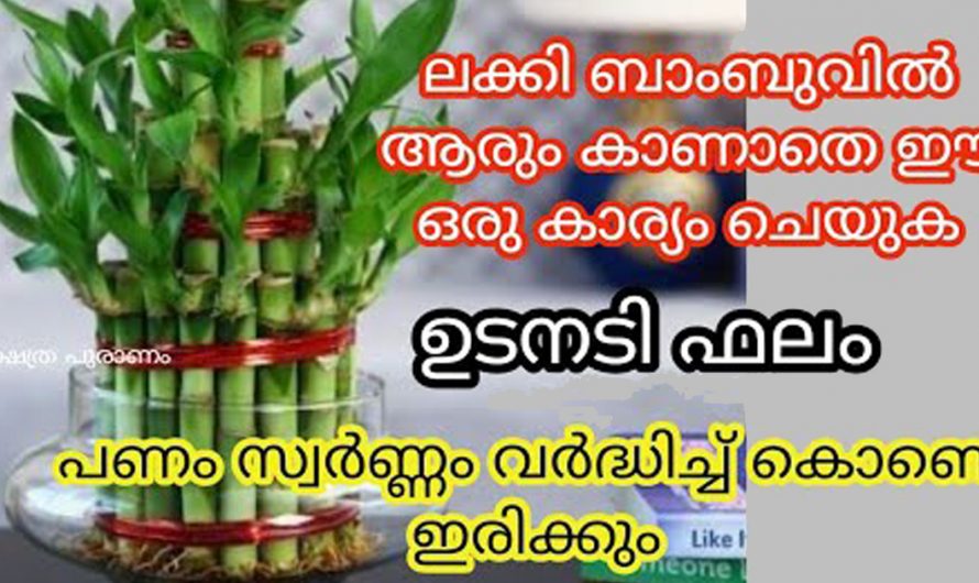 ഭൂതകാലത്തും ഭാവികാലത്തും സാമ്പത്തിക അഭിവൃദ്ധി പ്രാപിക്കുന്നതിന് ഈ ഒരു സസ്യം വീട്ടിൽ നട്ടാൽ മതി.എങ്ങനെയാണ് നടുന്നതെന്ന് നമുക്ക് കണ്ടു നോക്കാം.