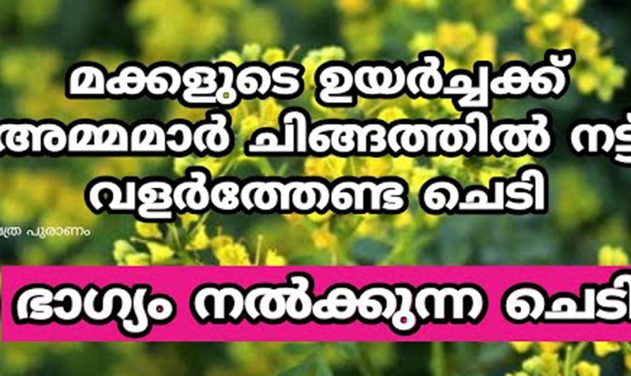 നിങ്ങളുടെ വീടുകളിൽ ഇത്തരം ചെടികൾ ഉണ്ടോ? ഇല്ലെങ്കിൽ തീർച്ചയായും വെച്ചുപിടിപ്പിക്കുക കണ്ടു നോക്കൂ.