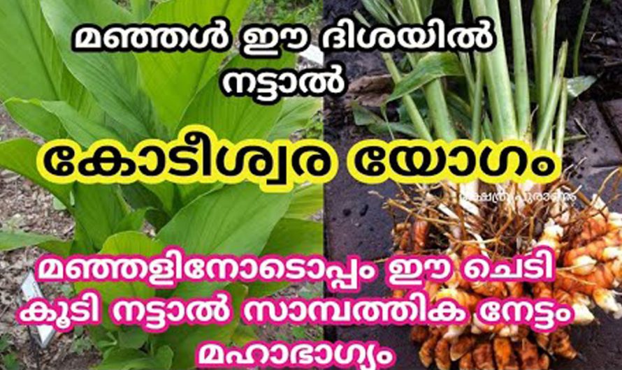 നിങ്ങളുടെ വീടുകളിൽ മഞ്ഞൾ വളർത്താറുണ്ടോ? ഉണ്ടെങ്കിൽ ഇപ്രകാരമാണ് അത് നടേണ്ടത്. കണ്ടു നോക്കൂ.