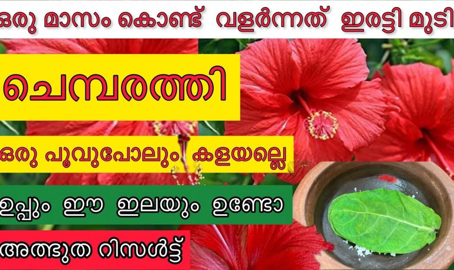 ഏതുതരത്തിലുള്ള രോഗാവസ്ഥകൾക്കും നമ്മുടെ പ്രകൃതി തന്നെ ഇവയെ ഉപയോഗിച്ചാൽ മതി. കണ്ടു നോക്കൂ.