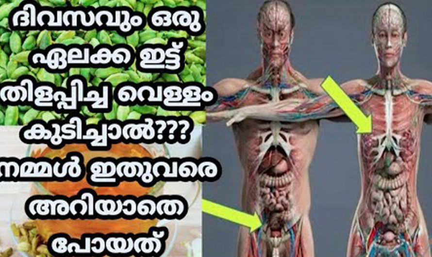 നിങ്ങളിലെ വായ്നാറ്റത്തെ മറികടക്കാൻ ഈ വെള്ളം മാത്രം മതി. ഇതിന്റെ ഗുണങ്ങളെ കുറിച്ച് ആരും കാണാതെ പോകരുതേ…| Cardamom uses and benefits