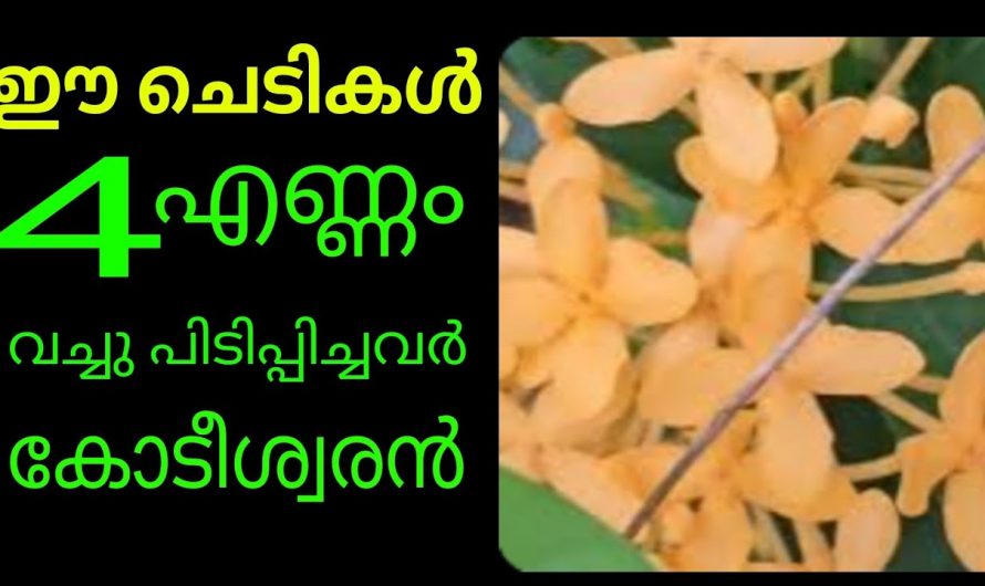 പലതരത്തിലുള്ള കടബാധ്യതകളാൽ ബുദ്ധിമുട്ടുന്നവരാണോ നിങ്ങൾ ? എങ്കിൽ ഇത്തരം സസ്യങ്ങൾ നട്ടുപിടിപ്പിക്കൂ. ഇതുവഴി ഉണ്ടാകുന്ന നേട്ടങ്ങളെ കാണാതെ പോകരുതേ.