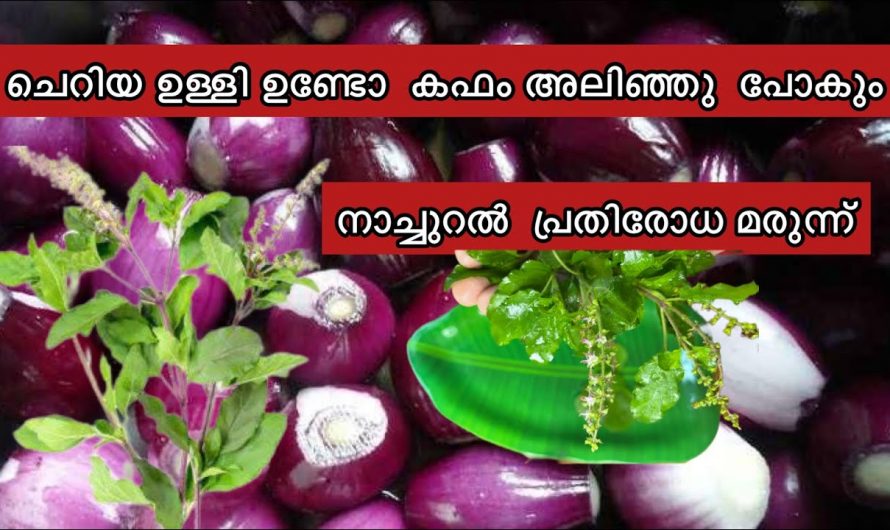 ഈ ഒരു അത്ഭുത മരുന്നു മാത്രം മതി എല്ലാ രോഗാവസ്ഥകളെയും ചെറുത്തുനിൽക്കാൻ. കണ്ടു നോക്കൂ…| Benefits of Small Onion