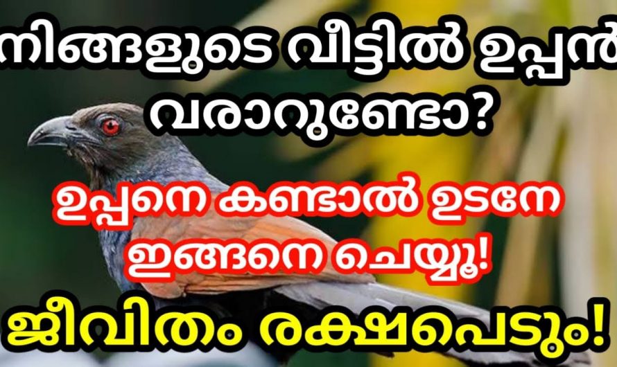 നിങ്ങൾ പോകുന്ന വഴികളിൽ ഉപ്പനെ കാണാറുണ്ടോ? ഇത് നിങ്ങൾക്ക് ഉണ്ടാക്കുന്ന ഭാഗ്യങ്ങളെക്കുറിച്ച് ആരും കാണാതിരിക്കരുതേ.