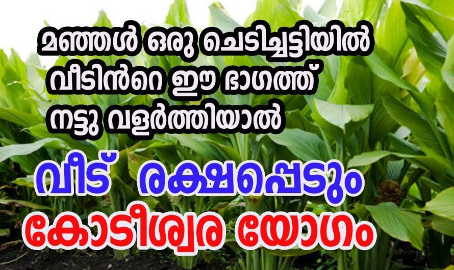 വീടുകളിൽ സാമ്പത്തിക മുന്നേറ്റം ഉണ്ടാകുന്നതിനും ഐശ്വര്യം നിറയുന്നതിനും ഈ ചെടി ഇങ്ങനെ നട്ടുവളർത്തൂ.  ഇതുവഴി ഉണ്ടാകുന്ന നേട്ടങ്ങളെ ആരും അറിയാതെ പോകരുതേ.