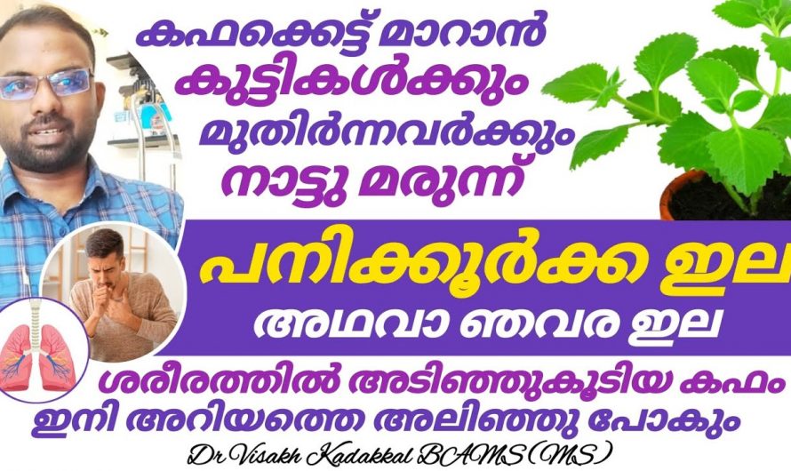 ഏത് തരത്തിലുള്ള കഫവും ഇതുമൂലം അലിഞ്ഞു പോകുന്നു. ഇത്തരം അറിവുകളെ ആരും നിസാരമായി കാണരുതേ…| Cough remedies at home