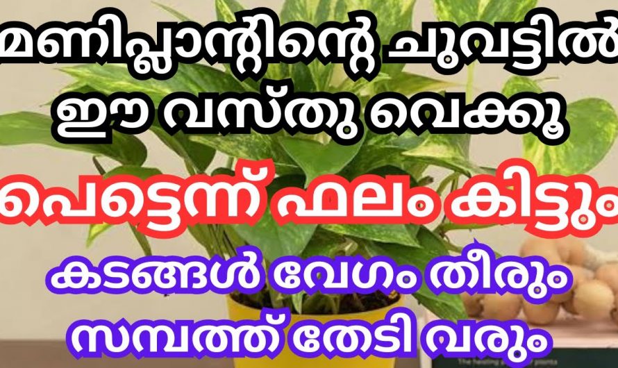 കടങ്ങളും ബാധ്യതകളും പെട്ടെന്ന് തന്നെ തീരുന്നതിനുവേണ്ടി പണം ലഭിക്കുന്നതിന് മണി പ്ലാന്റിന്റെ ചുവട്ടിൽ ഇത് വയ്ക്കൂ. മാറ്റം സ്വയം തിരിച്ചറിയൂ…| Object under the money plant