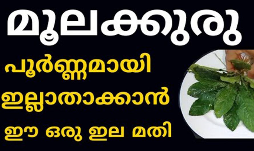 ഈ ഇല ഉപയോഗിക്കൂ പൈൽസിനെ പൂർണമായും അകറ്റാം. ഇതിന്റെ ഗുണങ്ങളെ ആരും അറിയാതെ പോകരുതേ…| Piles treatment food malayalam