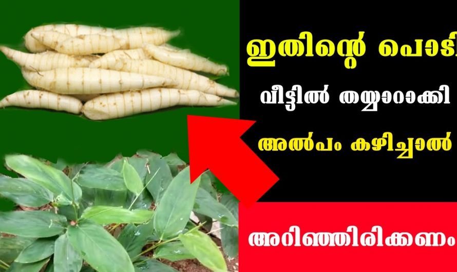 പ്രതിരോധശേഷി വർദ്ധിപ്പിക്കാനും ദഹനത്തെ പ്രോത്സാഹിപ്പിക്കാനും ഈ ഒരു പൊടി മതി. ഇതിന്റെ ഗുണങ്ങൾ ആരും നിസാരമായി കാണരുതേ.