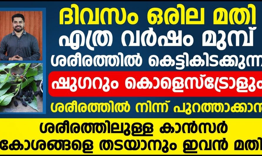 ഷുഗർ കൊളസ്ട്രോൾ തുടങ്ങി ക്യാൻസറിന് വരെ ആട്ടിയോടിപ്പിക്കാൻ ഈയൊരു ഇല മതി. ഇതാരും നിസ്സാരമായി തള്ളിക്കളയരുതേ…| Sugar cholesterol control tips