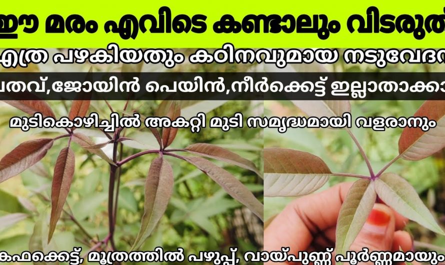 എത്ര വലിയ ശാരീരിക വേദനയെയും നീർക്കെട്ടുകളെയും മറികടക്കാൻ ഈ ഒരു ഇല മതി. ഇതിന്റെ ഗുണങ്ങൾ ആരും നിസ്സാരമായി തള്ളിക്കളയരുതേ.