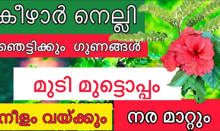 മുടിയിഴകൾ പനംകുലപോലെ വളരാൻ ഈ ഒരു പാക്ക് മതി. ഇതാരും അറിയാതെ പോകരുതേ.