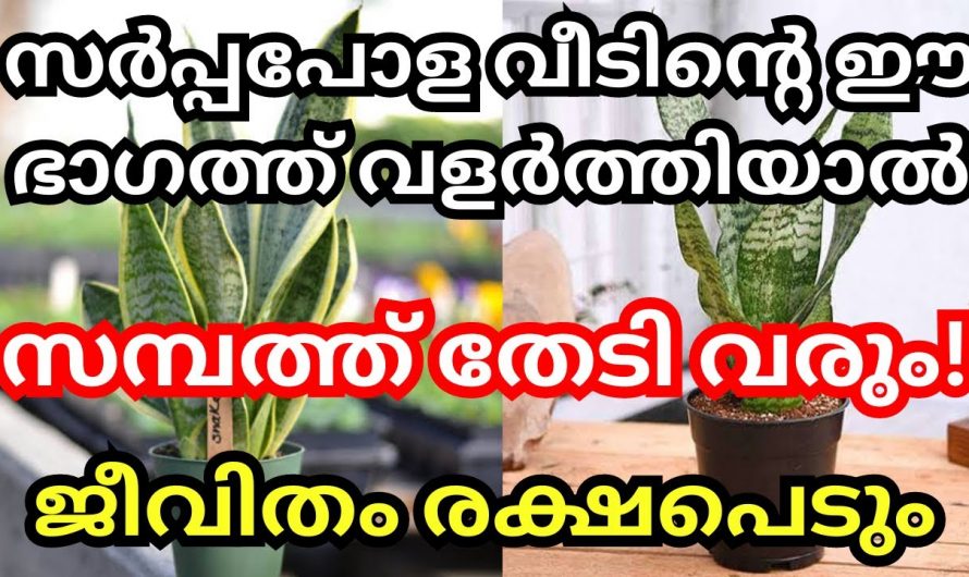 വാസ്തുശാസ്ത്രപരമായി വീടുകളുടെ ഉയർച്ചയ്ക്ക് നട്ടുവളർത്തേണ്ട ഇത്തരം സസ്യങ്ങളെ കുറിച്ച് ഇതുവരെയും അറിയാതെ പോയല്ലോ ഈശ്വരാ.