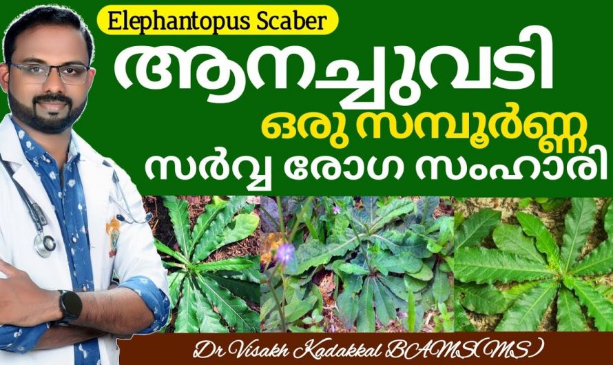 ശരീരത്തിൽ കയറിക്കൂടുന്ന പ്രമേഹത്തെയും കൊളസ്ട്രോളിനെയും പെട്ടെന്ന് ഇല്ലായ്മ ചെയ്യാൻ ഈ ഒരു ഇല മതി. ഇതാരും നിസ്സാരമായി തള്ളിക്കളയരുതേ…| Anachuvadi plant benefits