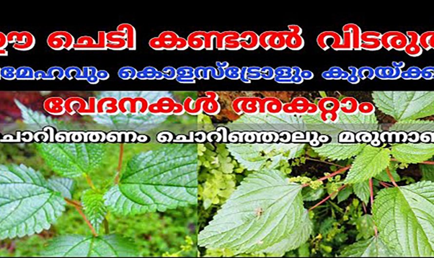 മുത്രാശയെ സംബന്ധമായ രോഗങ്ങളെ മറികടക്കാൻ ഈ ഇല മാത്രം മതി. ഇതാരും കാണാതെ പോകരുതേ.