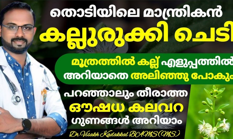 എത്ര വലിയ കിഡ്നി സ്റ്റോണിനെയും പെട്ടെന്ന് ഉരുക്കി കളയാൻ ഈയൊരു ഇല മതി. ഇതിന്റെ ഗുണങ്ങൾ ആരും അറിയാതെ പോകരുതേ.