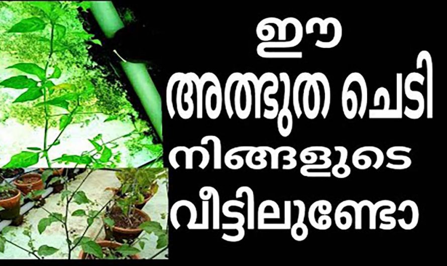 വായയിലെയും വയറ്റിലെയും അൾസറിനെ മാറ്റാൻ ഇതിനുള്ള കഴിവ് മറ്റൊന്നിനുമില്ല. ഇതാരും അറിയാതെ പോകരുതേ…| Health benefits of manathakkali fruit