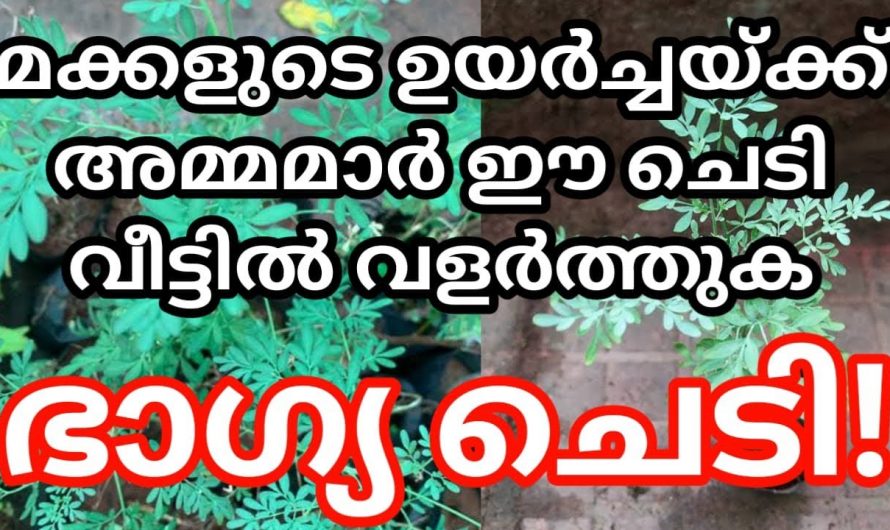 മക്കളുടെ ജീവിതം ഉയർച്ചയുടെ കൊടുമുടിയിൽ എത്താൻ വീട്ടിൽ നടേണ്ട ഈ ചെടികളെ ഇതുവരെയും അറിയാതെ പോയല്ലോ.