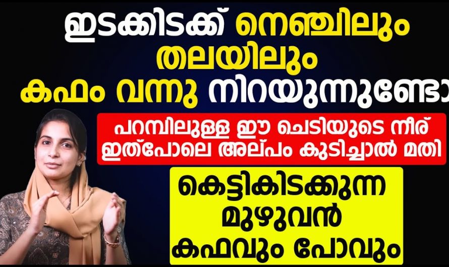 ആന്റിബയോട്ടിക്കുകൾ ഉപയോഗിക്കാതെ തന്നെ കഫക്കെട്ടിനെ മറികടക്കാം. ഇതാരും നിസ്സാരമായി കാണല്ലേ…| Kafam pokan malayalam