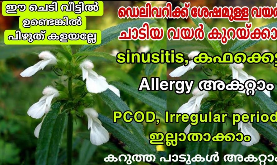 പ്രതിരോധശക്തി വർദ്ധിപ്പിച്ച് രോഗങ്ങളെ ഇല്ലായ്മ ചെയ്യാൻ ഇത് മതി. ഇതിന്റെ ഗുണങ്ങൾ ആരും കാണാതെ പോകല്ലേ.