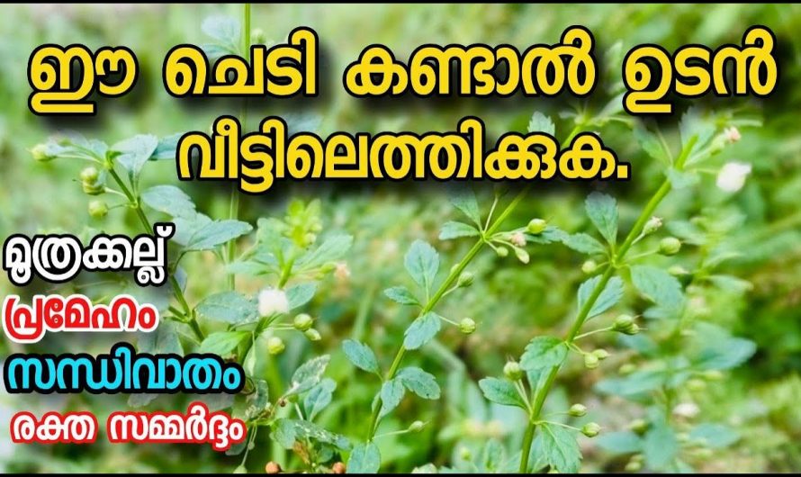 മൂത്രാശയെ കല്ലിനെ ഉരുക്കാനും പ്രമേഹത്തെ അലിയിക്കാനും ഈയൊരു സസ്യം മതി. കണ്ടു നോക്കൂ…| Kidney stone and diabetes diet