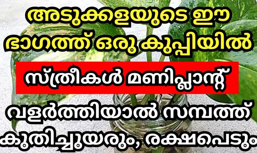 സമ്പത്ത് വർദ്ധിപ്പിക്കാൻ അടുക്കളയിൽ ഇത് ഇങ്ങനെ വളർത്തൂ. ഇതാരും കാണാതെ പോകല്ലേ.