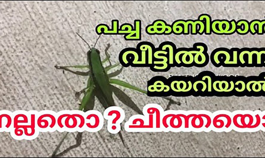 പച്ചക്കണിയാൻ വീട്ടിലേക്ക് വരുമ്പോൾ അതിനെ ഉപദ്രവിക്കാറുണ്ടോ? എങ്കിൽ ഇതാരും നിസ്സാരമായി തള്ളിക്കളയരുതേ.