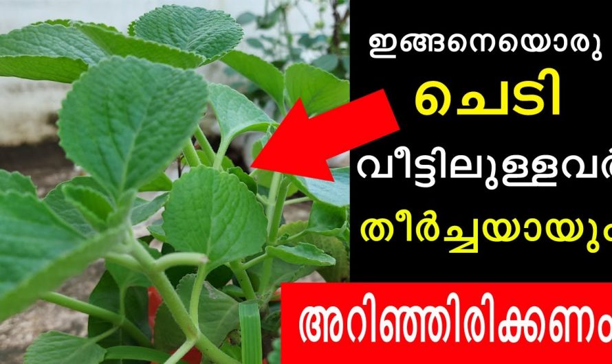 കഫക്കെട്ട് പനി ചുമ എന്നിവയെ പ്രതിരോധിക്കാൻ ഈ ഇലയ്ക്കുള്ള കഴിവ് മറ്റൊന്നിനുമില്ല. കണ്ടു നോക്കൂ…| Panikoorka benefits for skin