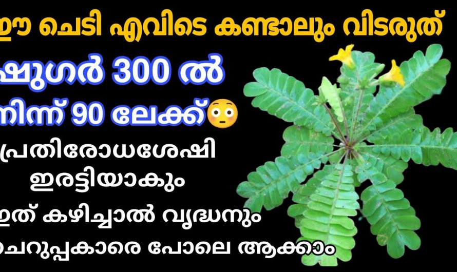 പ്രമേഹം കുറയ്ക്കാൻ മരുന്നു കഴിച്ചു മടുത്തുവോ? എങ്കിൽ ഈ നീര് ഒരല്പം കുടിക്കൂ. മാറ്റം സ്വയം തിരിച്ചറിയൂ…| Sugar reducing drinks