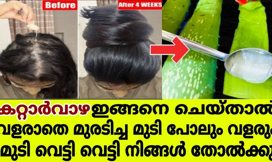 ഒരൊറ്റ യൂസിൽ മുടിയിഴകളെ ശക്തിപ്പെടുത്താൻ ഇതു മതി. ഇതിന്റെ ഗുണങ്ങൾ ആരും അറിയാതെ പോകല്ലേ…| Aloe vera for hair growth