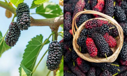 Best Benefits of Mulberries