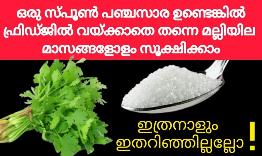 എത്ര കാലം വേണമെങ്കിലും മല്ലിയില ഫ്രഷായിരിക്കാൻ ഇങ്ങനെ ചെയ്താൽ മതി. ഇതാരും കാണാതെ പോകല്ലേ.