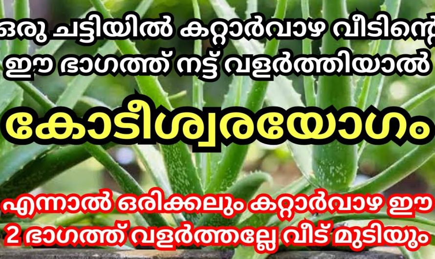 വീട്ടിൽ സമ്പത്ത് വന്ന് നിറയാൻ ഈ ചെടി യഥാസ്ഥാനത്ത് നട്ടുവളർത്തൂ. മാറ്റം സ്വയം തിരിച്ചറിയൂ.