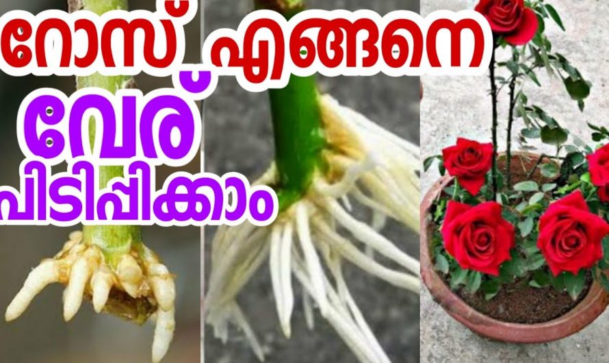 റോസിനെ വേരിപ്പിടിപ്പിക്കാൻ ഇത്ര എളുപ്പമായിരുന്നോ? ഇതാരും അറിയാതിരിക്കല്ലേ.