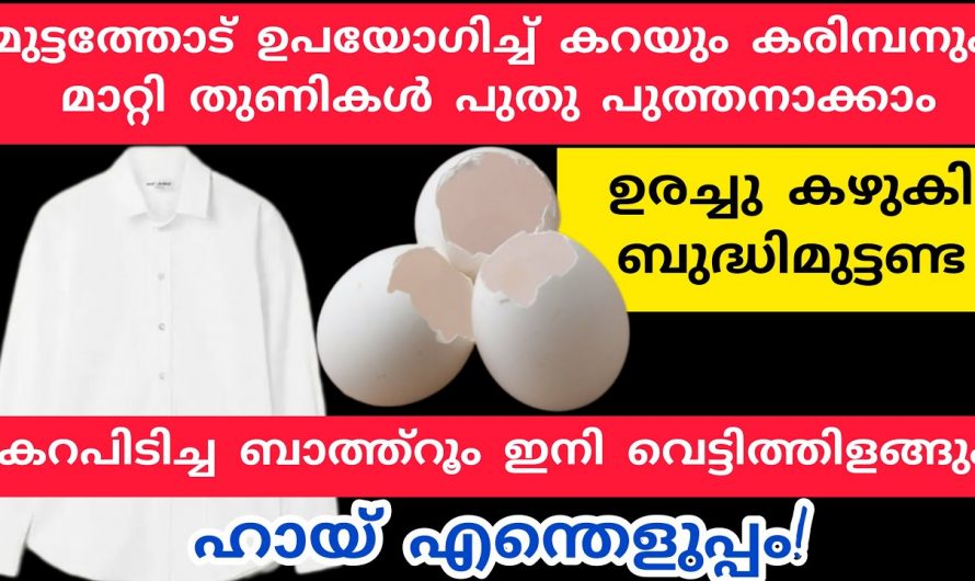 പാത്രങ്ങളും ബാത്റൂമും വെട്ടി തിളങ്ങാൻ വലിച്ചെറിയുന്ന ഈയൊരു മുട്ടത്തോട് മതി. ഇതാരും കാണാതിരിക്കല്ലേ.