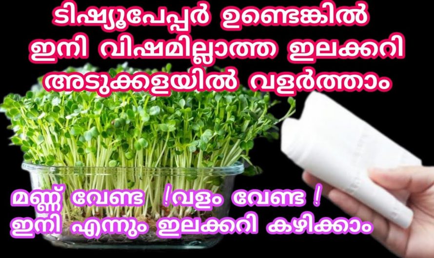 ഒട്ടും വിഷമില്ലാത്ത ഇലക്കറി ഉണ്ടാക്കാൻ ഈ ഒരു പേപ്പർ മതി. ഇതൊരു കാരണവശാലും അറിയാതിരിക്കല്ലേ.