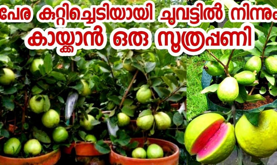 ചെടിച്ചട്ടിയിൽ പേരമരം വളർത്തി കായ്ക്കാൻ ഇതിലും നല്ലൊരു മാർഗം വേറെയില്ല. ഇത് ശരിക്കും ഞെട്ടിക്കും.