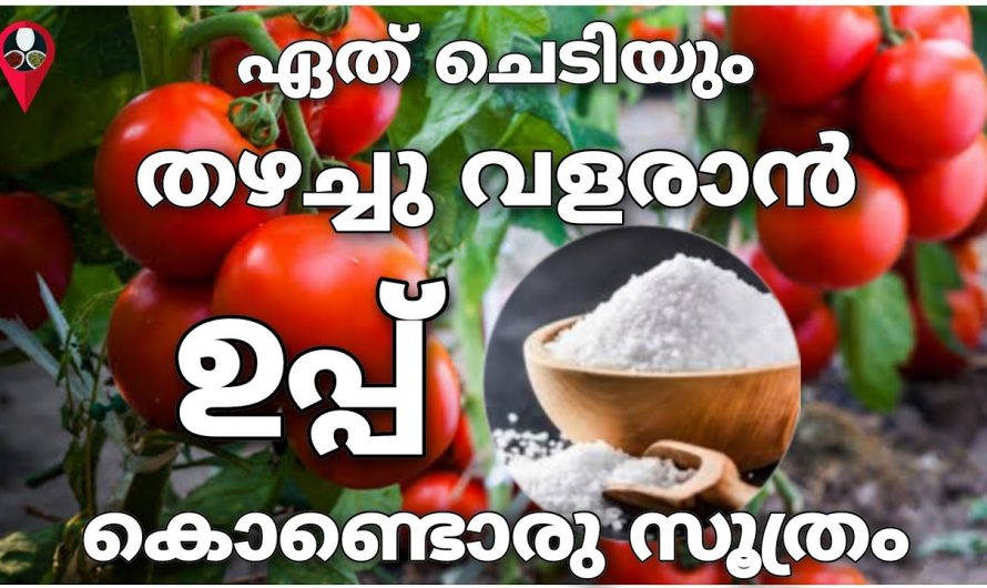 തണ്ട് നിറയെ പച്ചക്കറികൾ തിങ്ങി വളരാൻ ഇതൊരു അല്പം മതി. ഇനിയെങ്കിലും ഇതാരും അറിയാതിരിക്കല്ലേ.